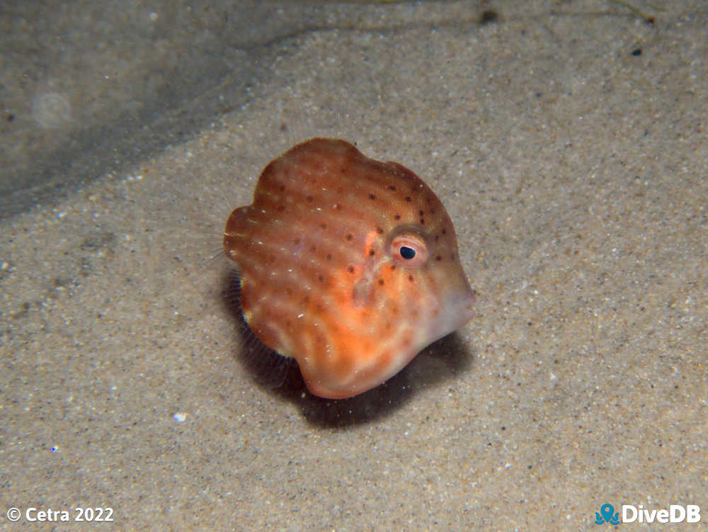 Photo of Southern Pygmy Leatherjacket at Port Noarlunga Jetty. 