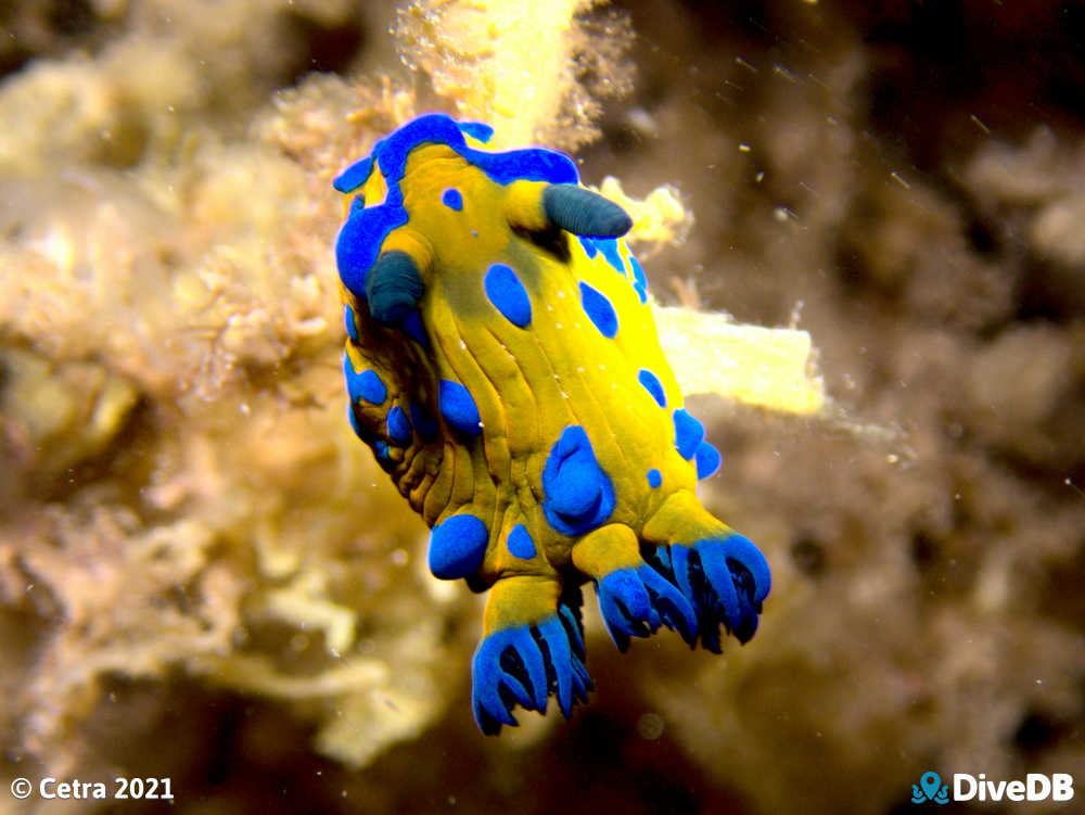 Photo of Verco's nudibranch at Port Noarlunga Jetty. 