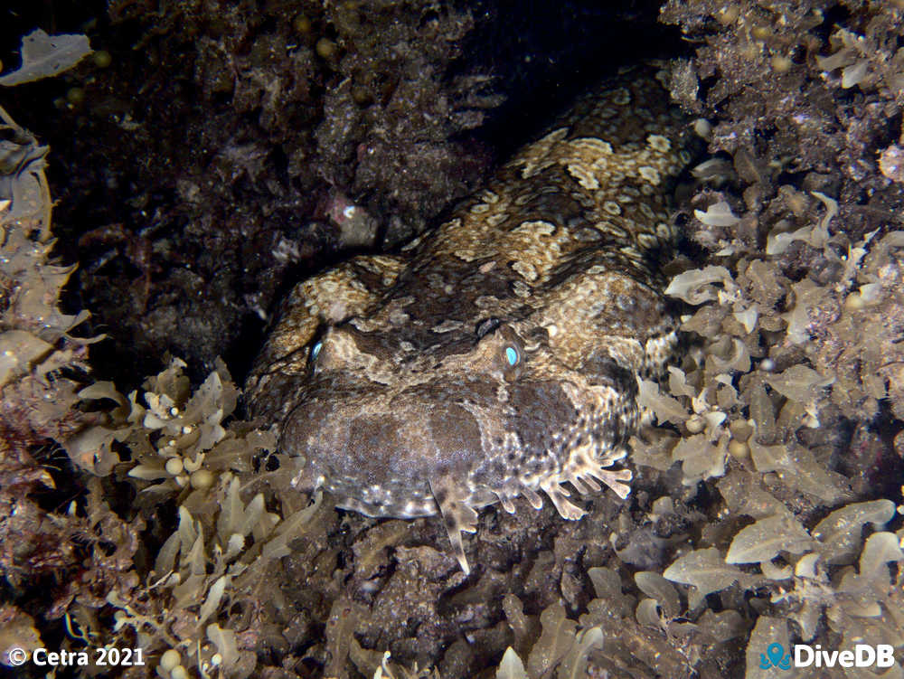 Photo of Wobbegong at Seacliff Reef. 