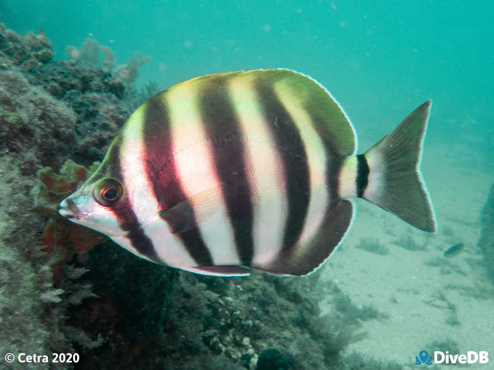 Photo of Moonlighter at Glenelg Tyre Reef. 