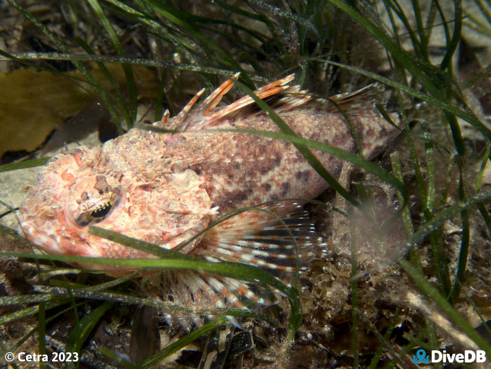 Photo of Gurnard Perch at Port Noarlunga Jetty. 