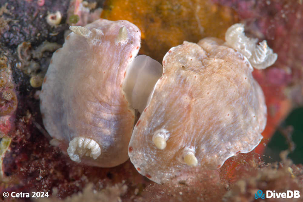 Photo of Goniobranchus epicurius at Edithburgh Jetty. 