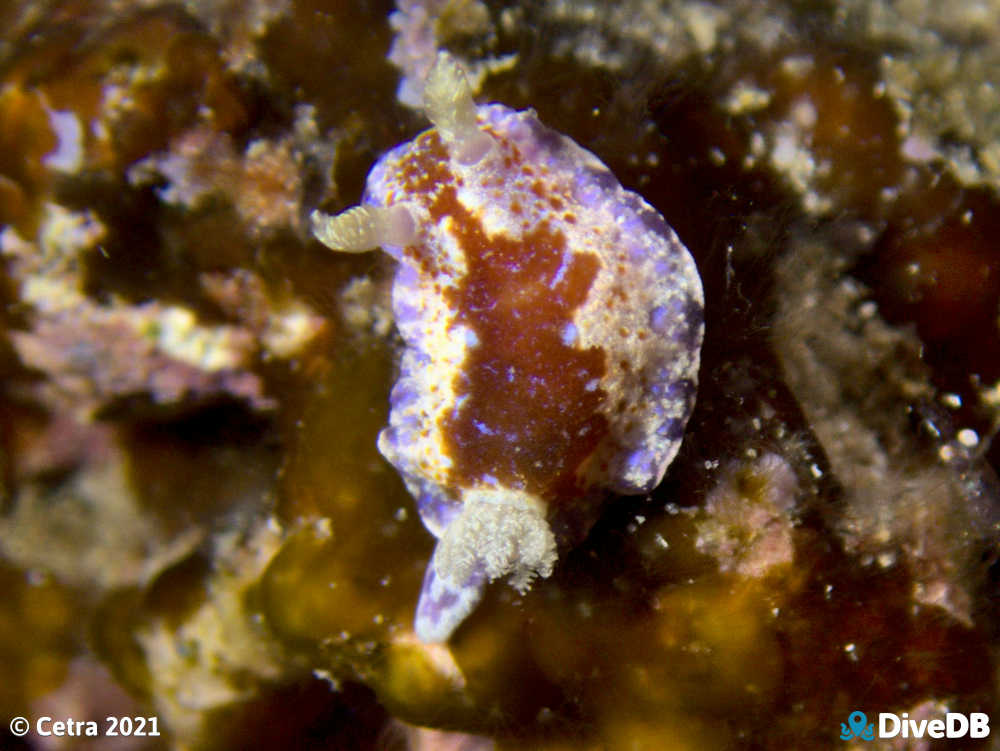 Photo of Chromodoris alternata at Port Noarlunga Jetty. 