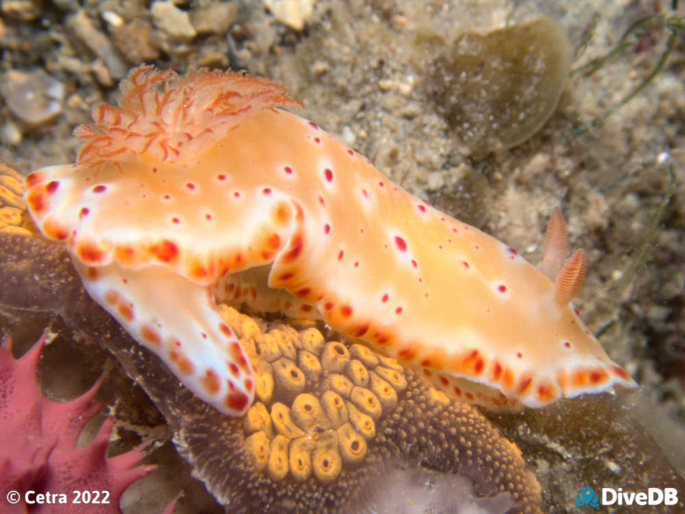 Photo of Haloed Chromodoris at Rapid Bay. 