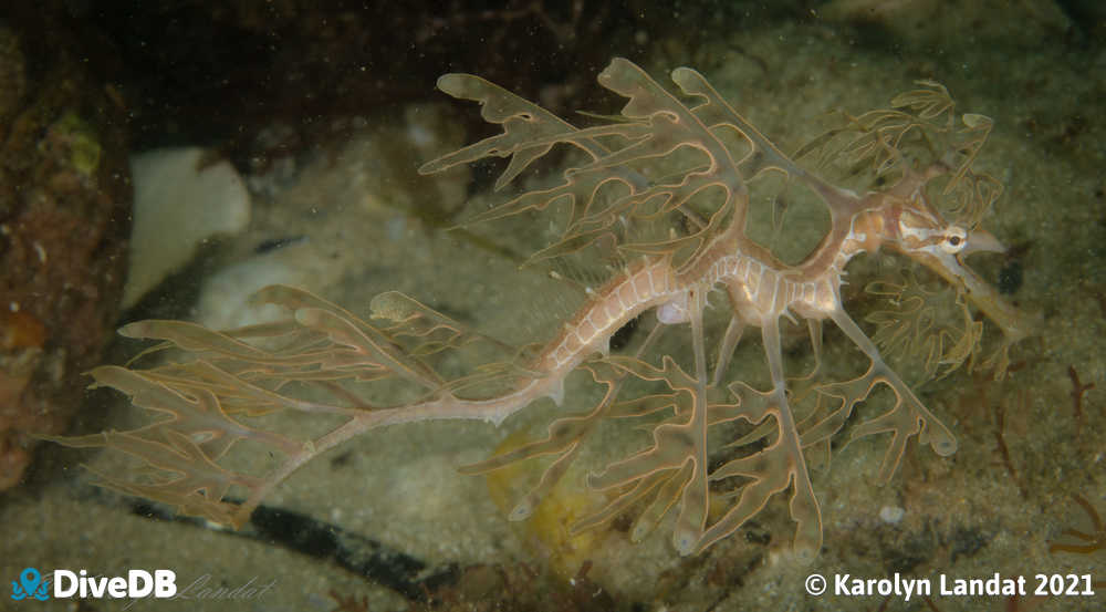 Photo of Leafy Seadragon. 