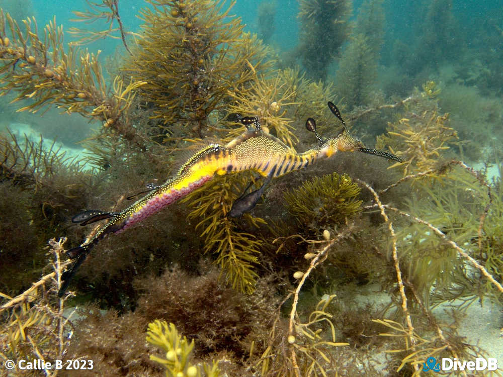 Photo of Weedy Seadragon. 