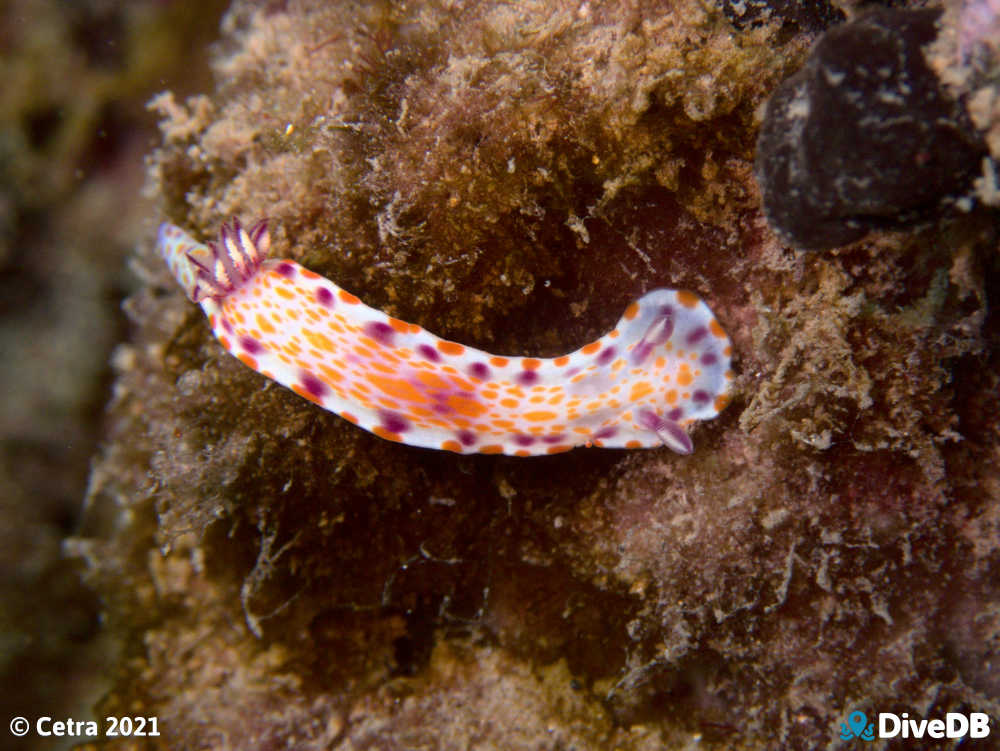 Photo of Clown Nudi at Aldinga Pinnacles. 