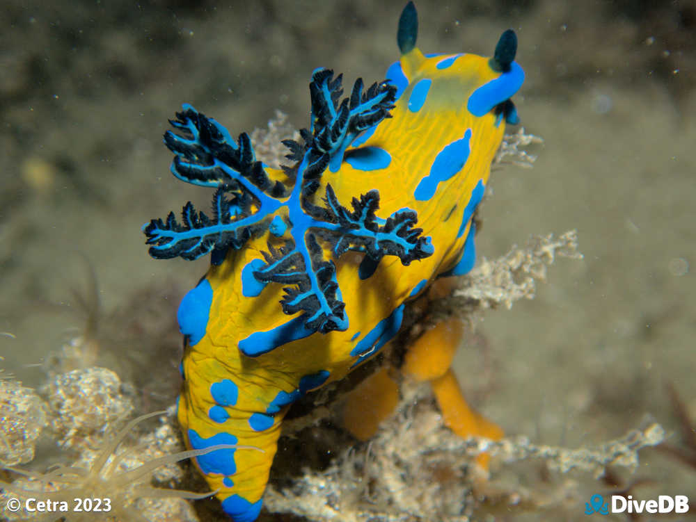 Photo of Verco's nudibranch at Blairgowrie Pier. 