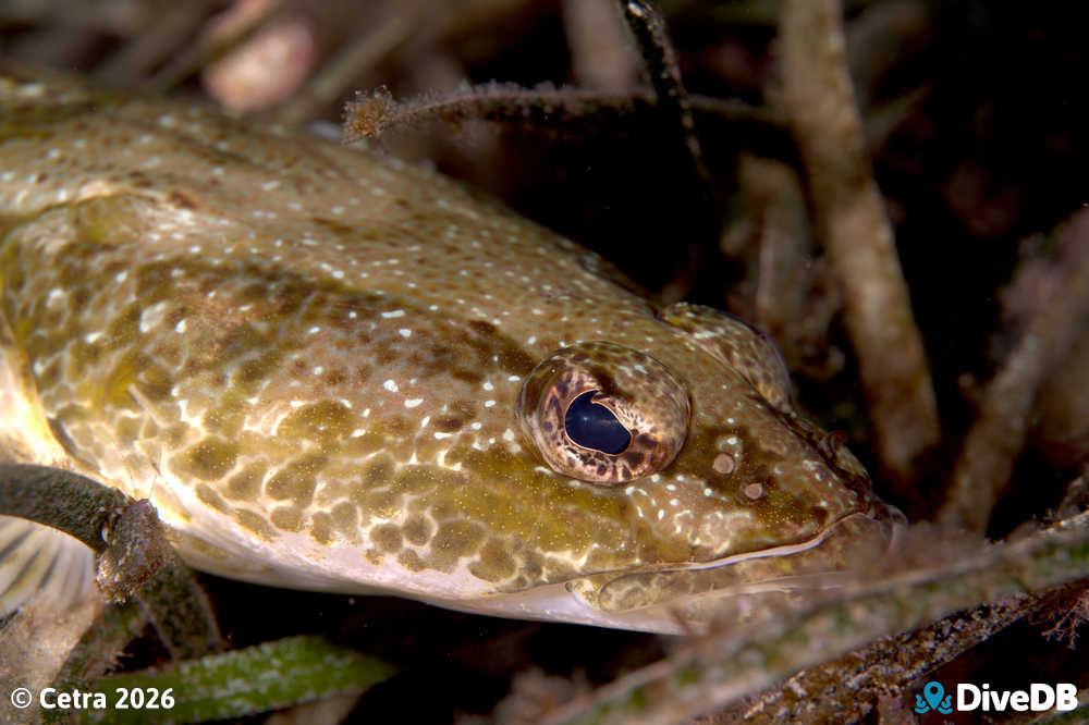 Photo at Port Hughes Jetty. 