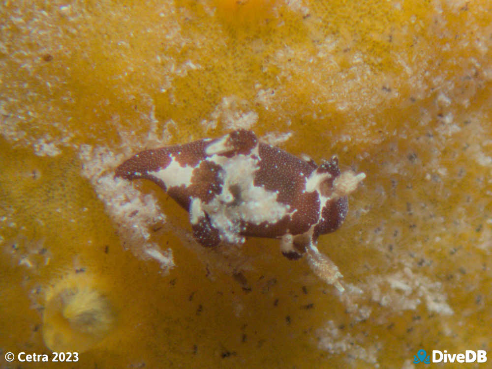 Photo of Trapania brunnea at Port Victoria Jetty. 