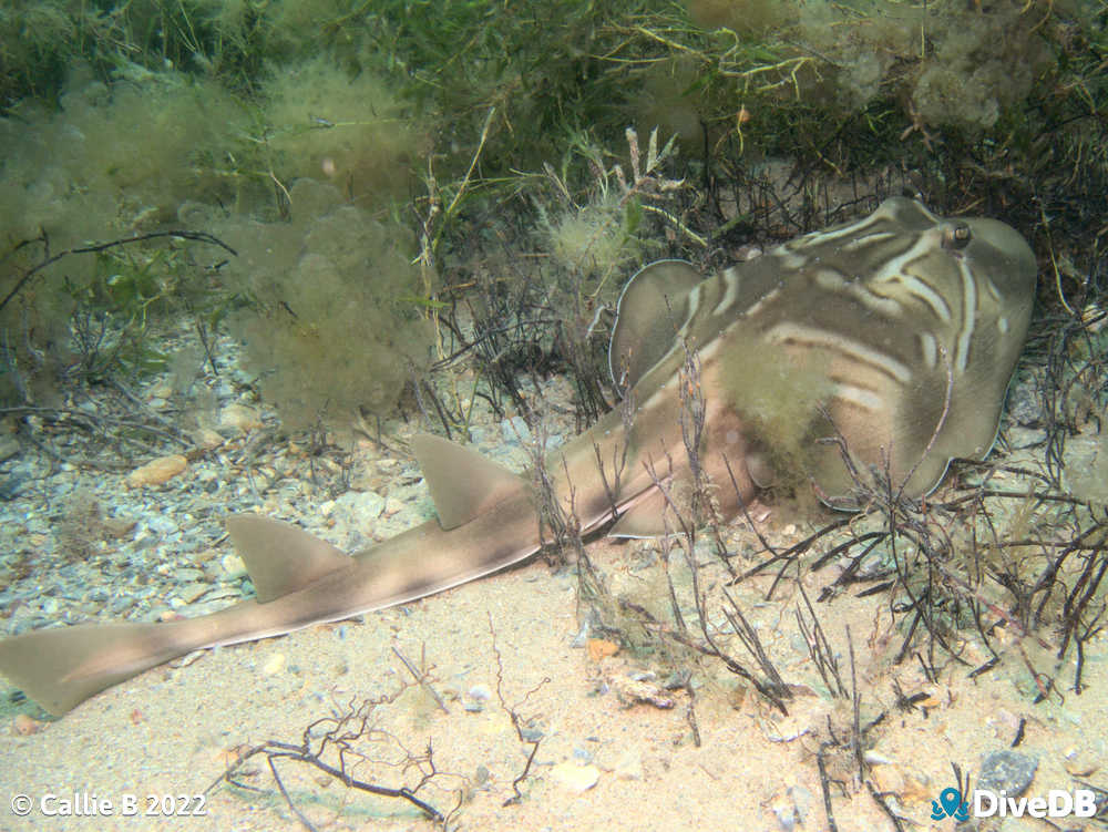 Photo of Fiddler Ray at Rapid Bay. 