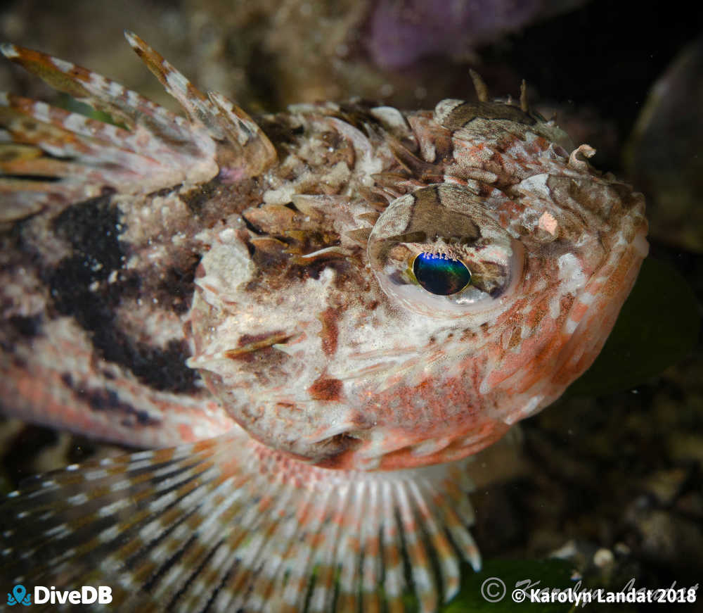 Photo of Gulf Gurnard Perch at Edithburgh Jetty. 