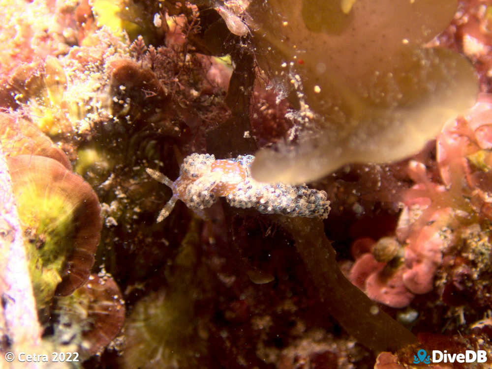 Photo of Austraeolis ornata at Edithburgh Jetty. 