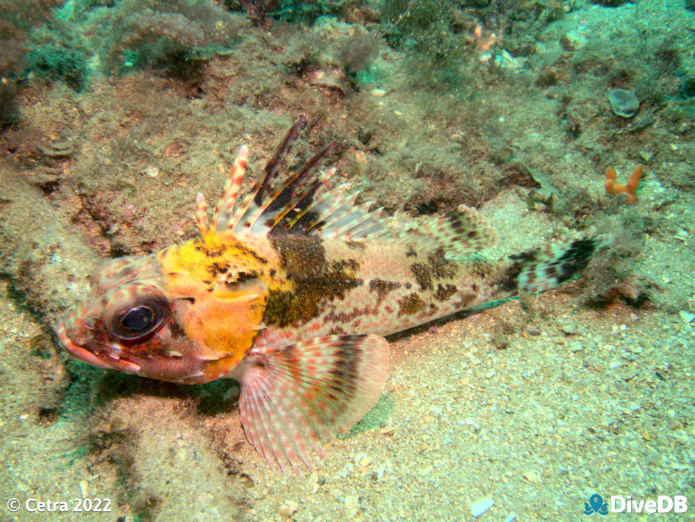 Photo of Gurnard Perch at Glenelg Barge. 