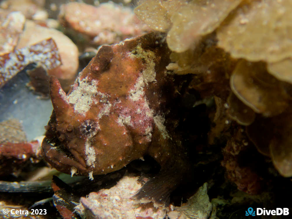 Photo of Angler Fish at Port Hughes Jetty. 