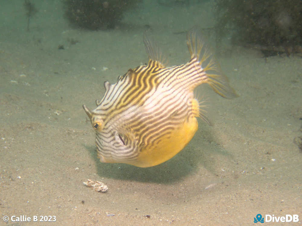 Photo of Ornate Cowfish at Port Noarlunga Jetty. 