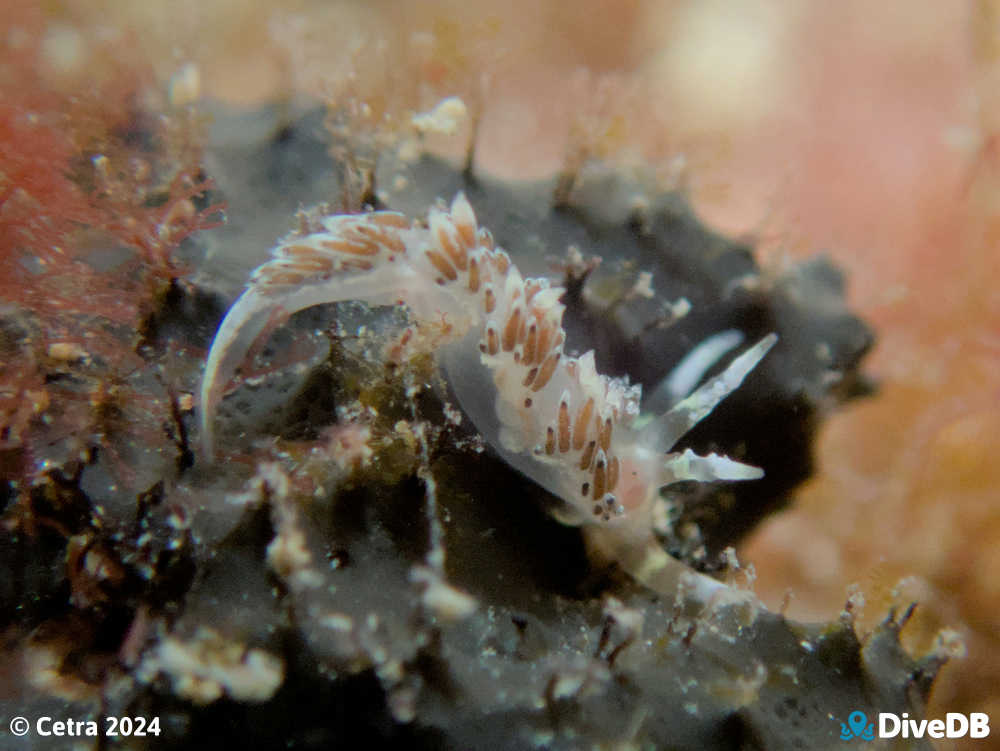 Photo of Trinchesia thelmae at Port Noarlunga Jetty. 