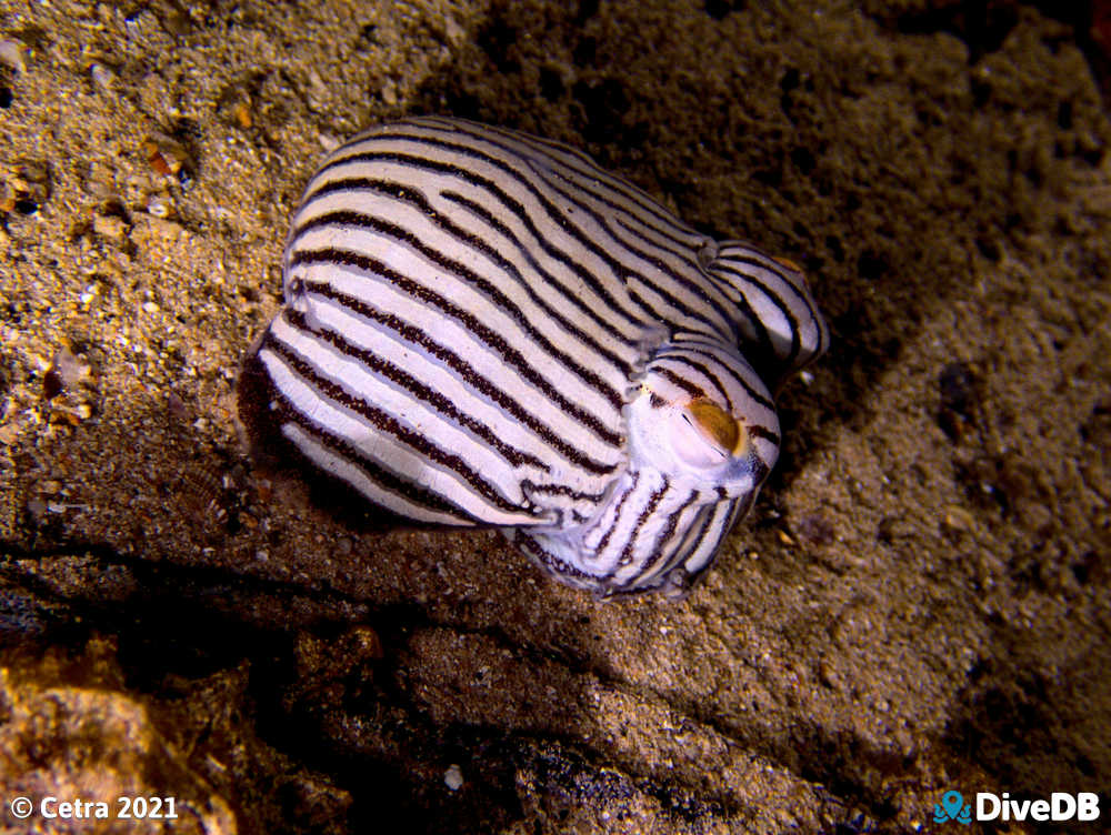 Photo of Pyjama Squid at Edithburgh Jetty. 