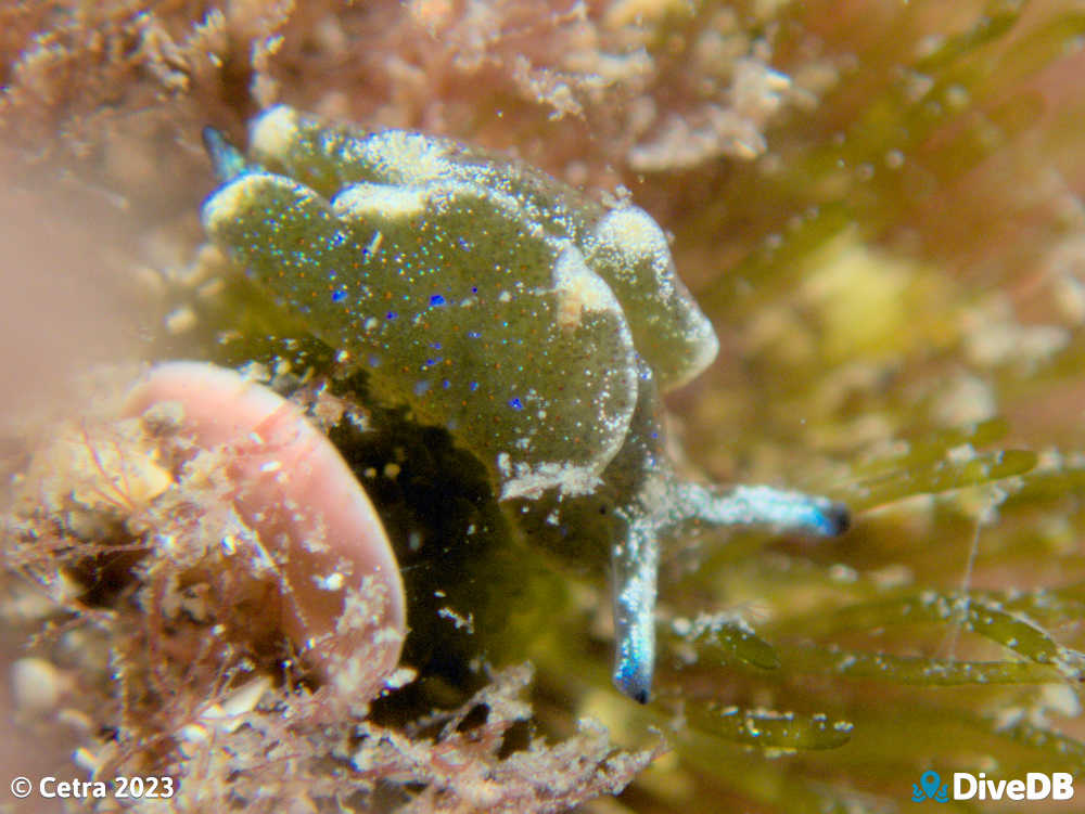 Photo of Disco Slug at Edithburgh Jetty. 