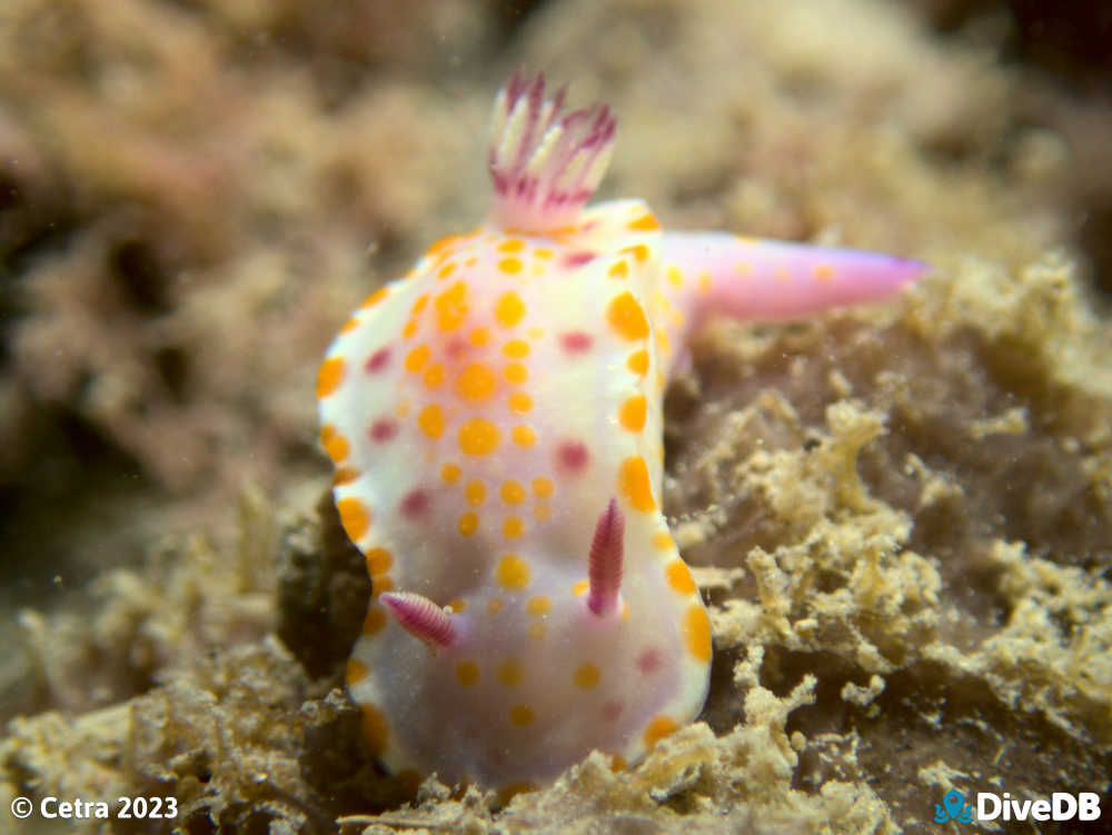 Photo of Clown Nudi at MV Seawolf. 