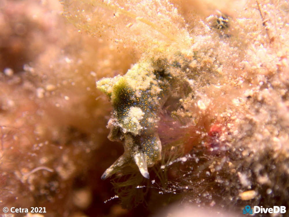 Photo of Disco Slug at Edithburgh Jetty. 