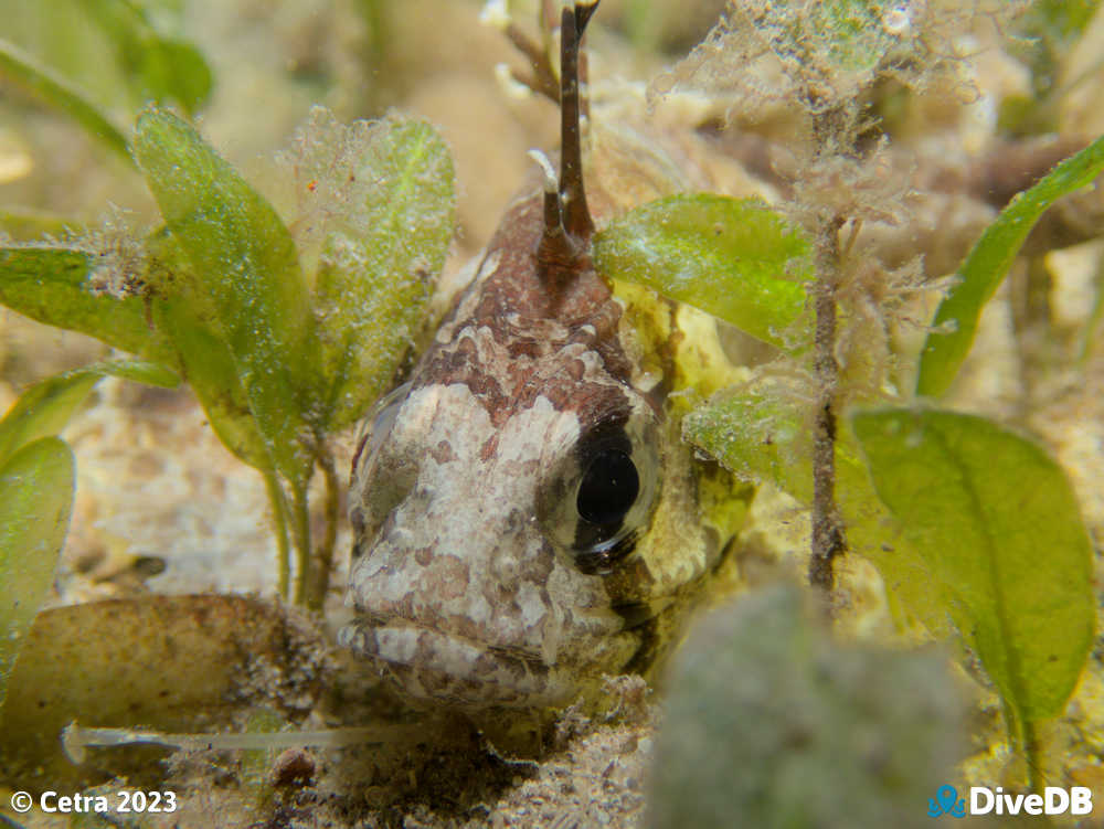 Photo of Gurnard Perch at Edithburgh Jetty. 