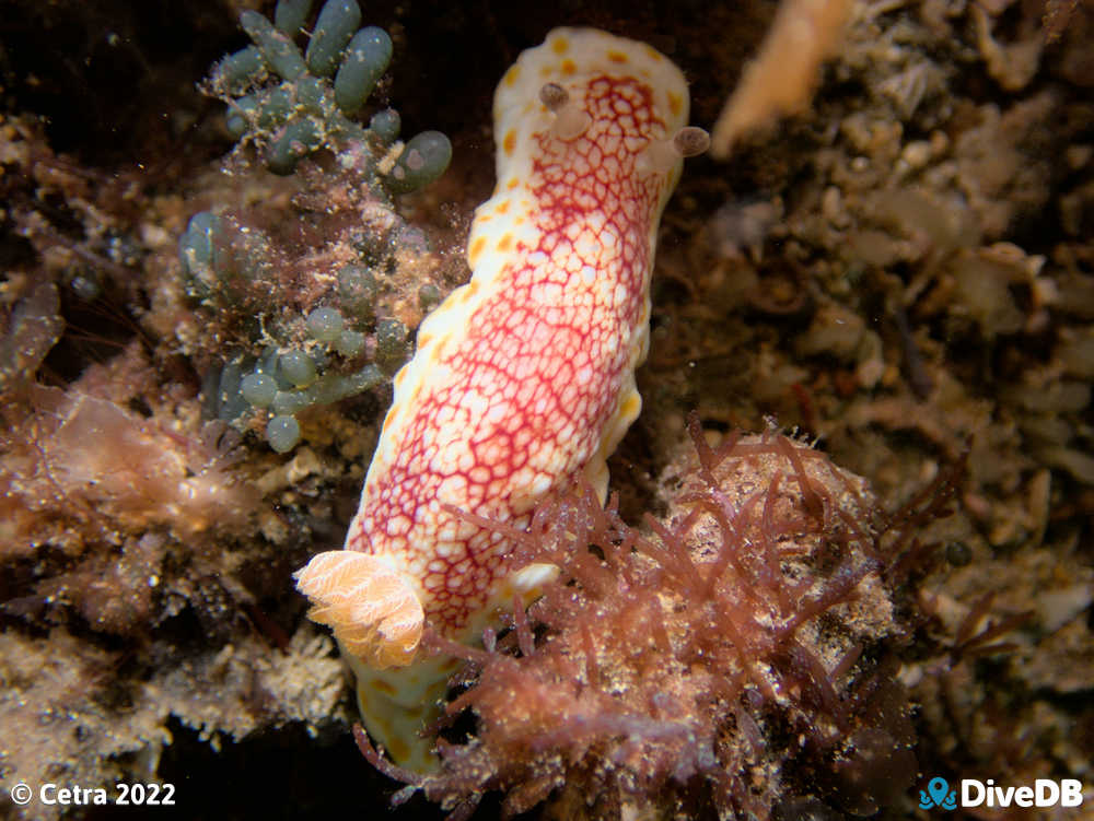 Photo of Brain Nudi at South Channel Fort. 