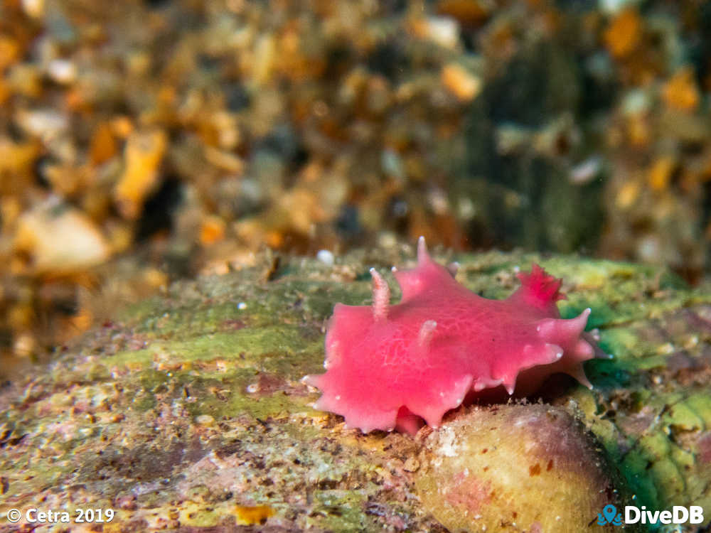 Photo of Verconia verconis at Rapid Bay. 