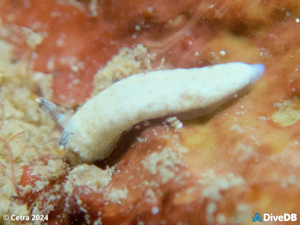 Photo of Dermatobranchus sp. at Port Noarlunga Jetty. 