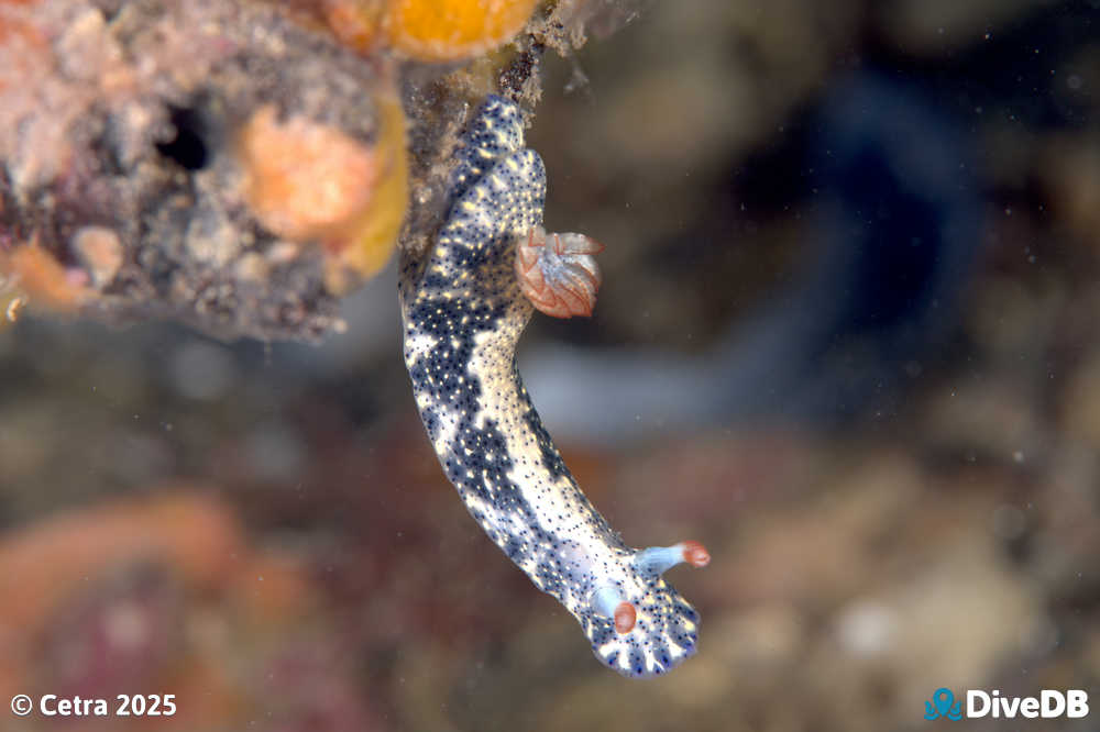Photo of Salt and Pepper at Port Hughes Jetty. 