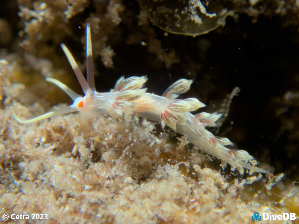 Photo of Createna lineata at Port Victoria Jetty. 