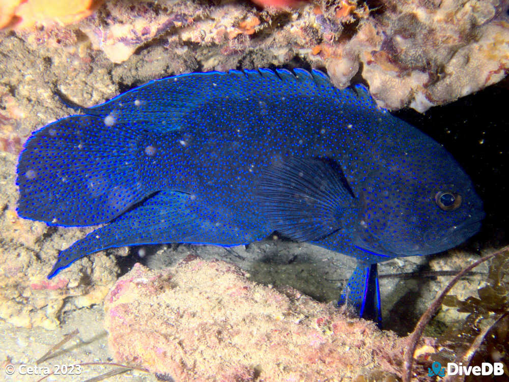 Photo of Southern Blue Devil at Seacliff Reef. 