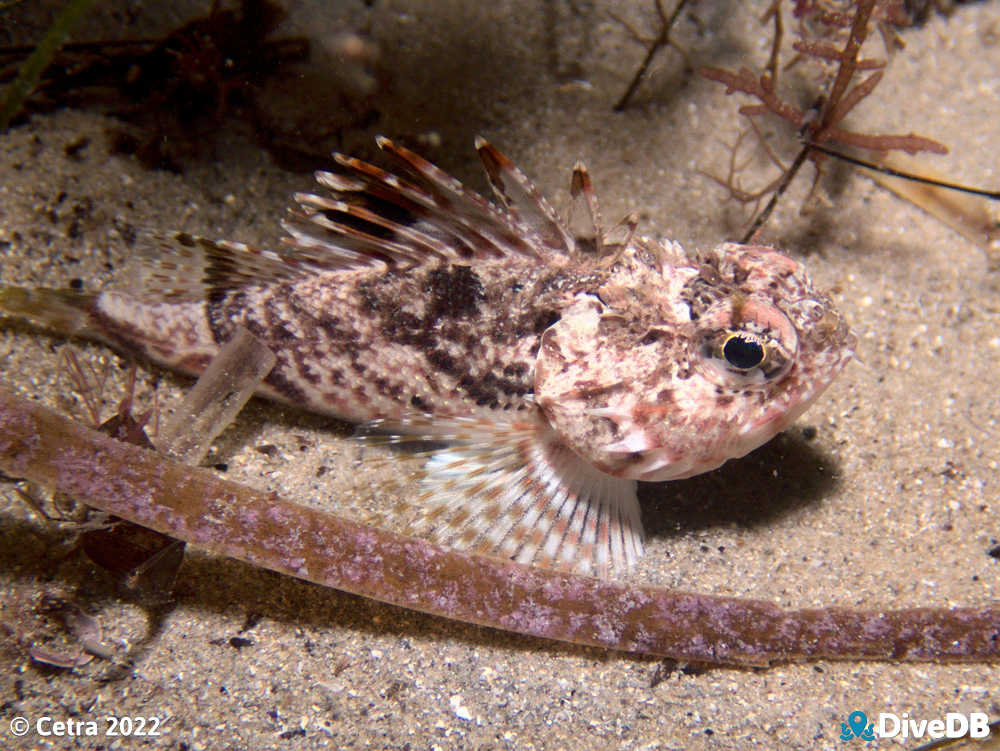 Photo of Gulf Gurnard Perch at Port Noarlunga Jetty. 