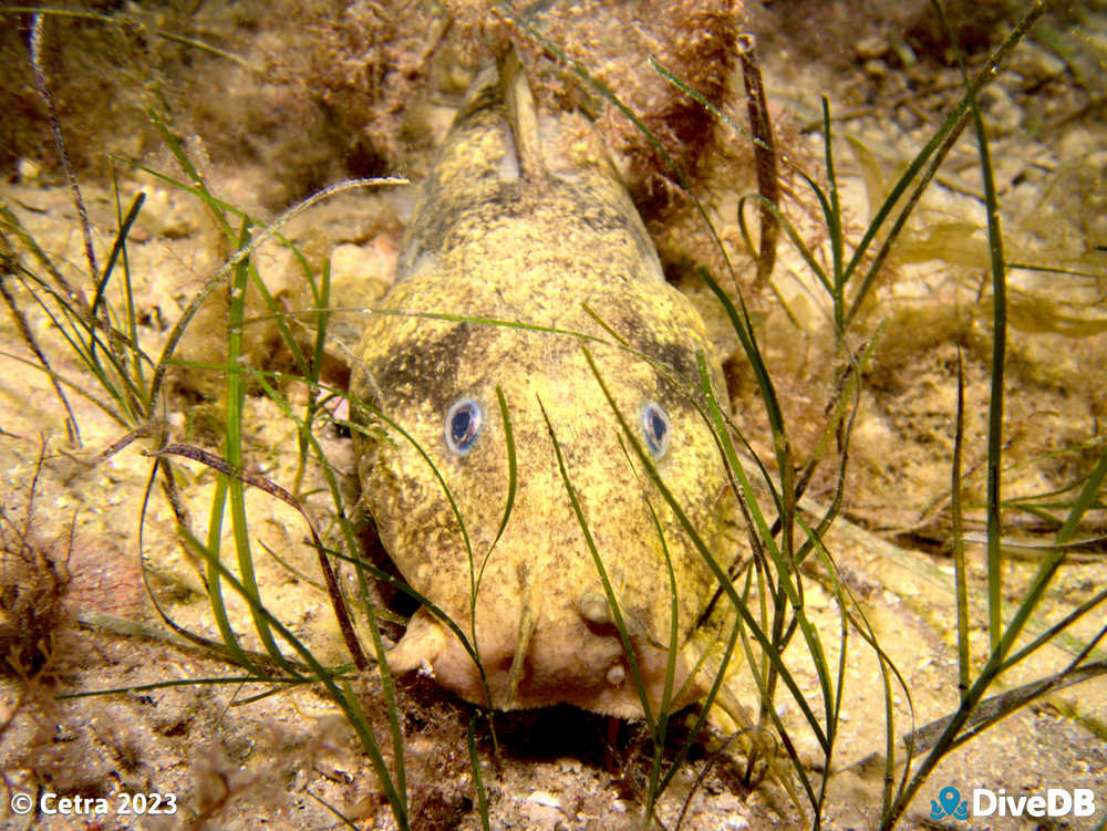 Photo at Seacliff Reef. 