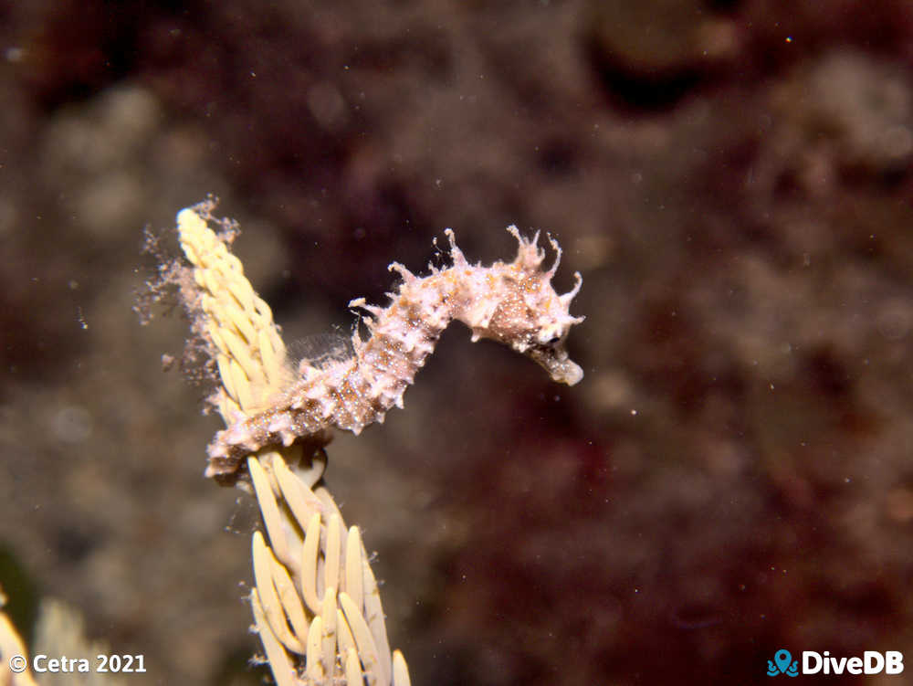 Photo of Shorthead Seahorse at Edithburgh Jetty. 