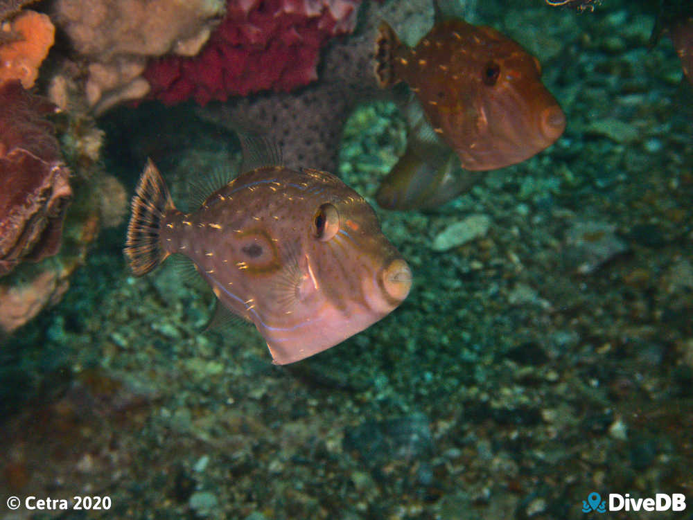 Photo of Horseshoe Leatherjacket at Rapid Bay. 