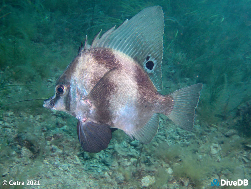 Blackspot Boarfish