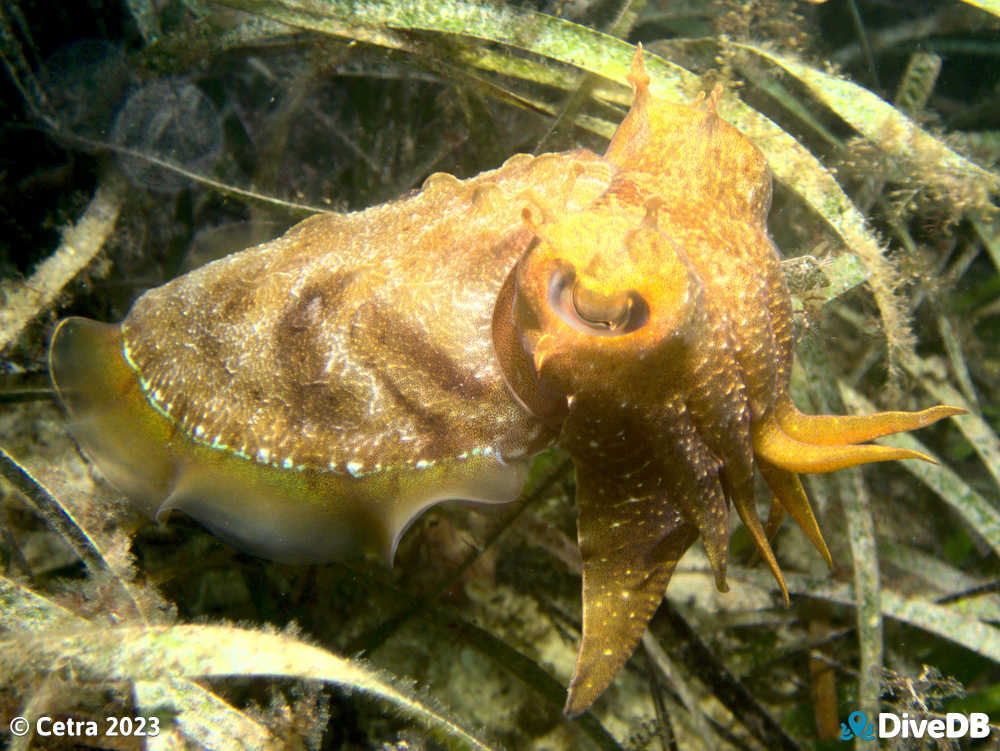 Photo of Cuttlefish at Port Hughes Jetty. 