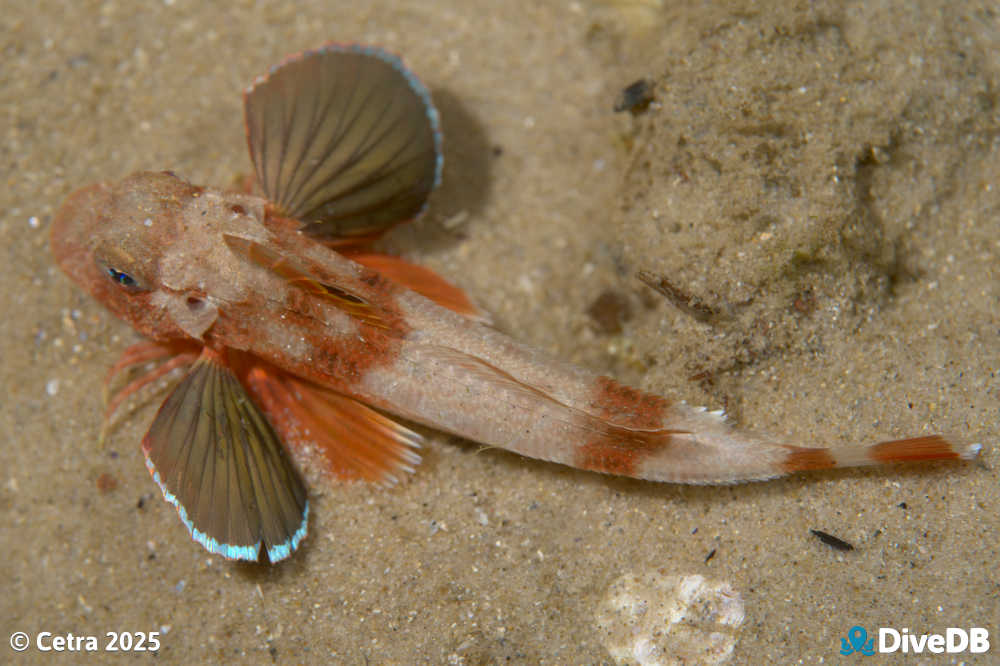 Photo at Port Noarlunga Jetty. 