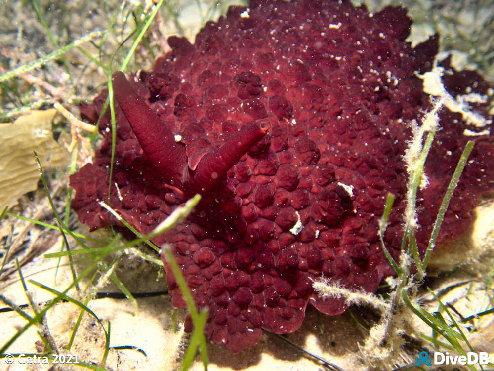 Photo of Hill's Side-Gill Slug at Port Noarlunga Jetty. 