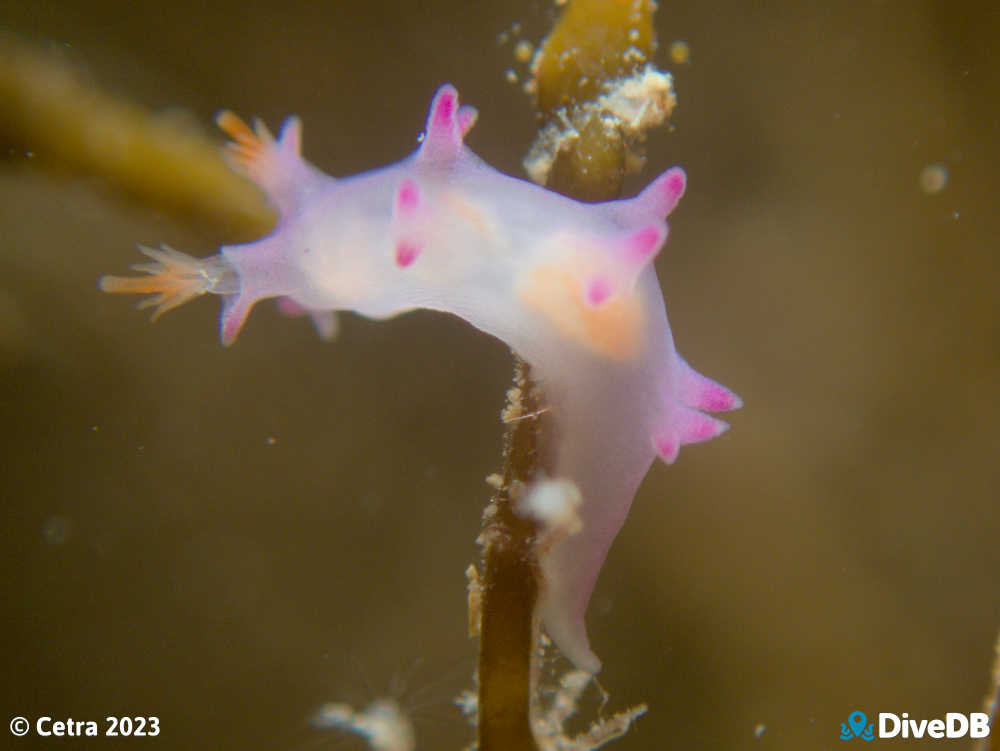 Photo of Marianina sp. at Port Noarlunga Jetty. 