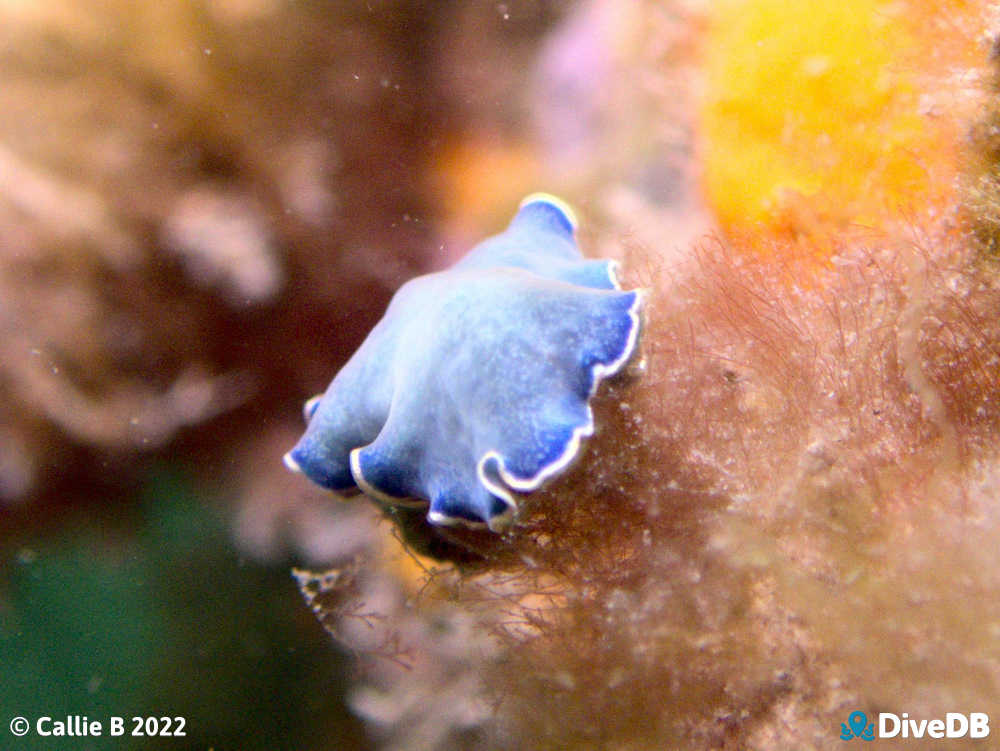 Photo of Blue Flatworm at Edithburgh Jetty. 