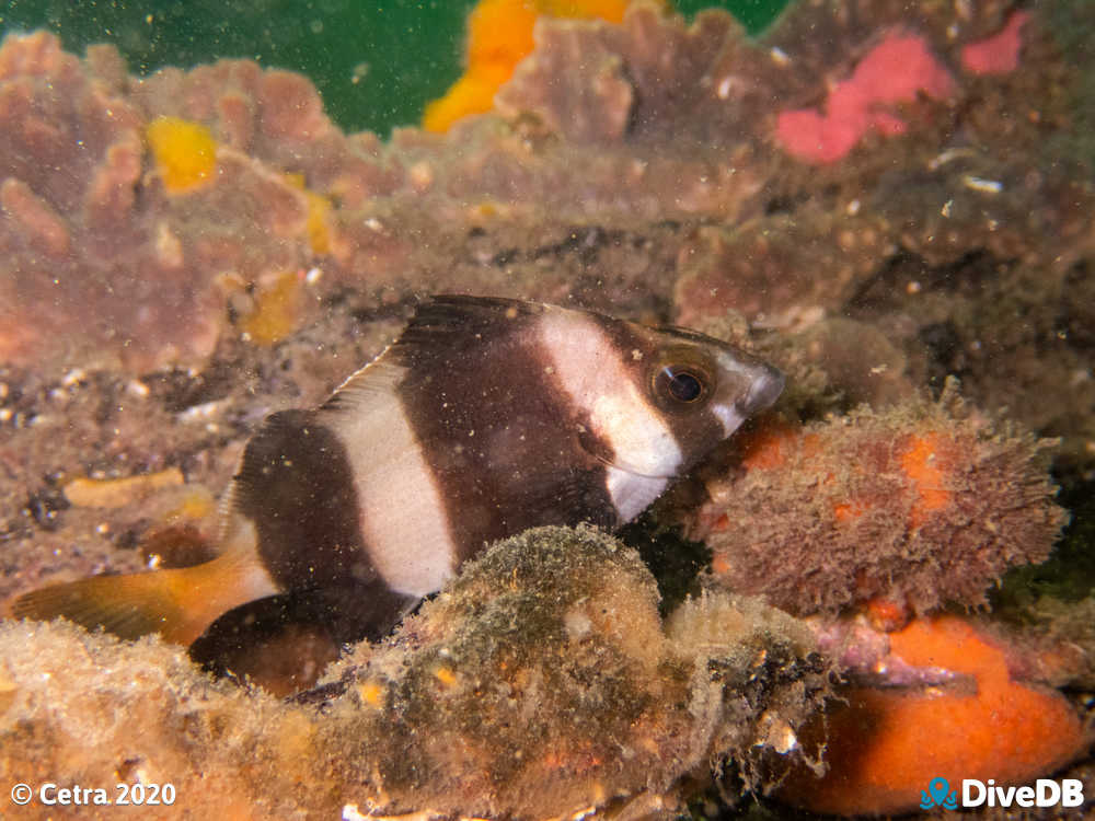 Photo of Magpie Perch at Edithburgh Jetty. 