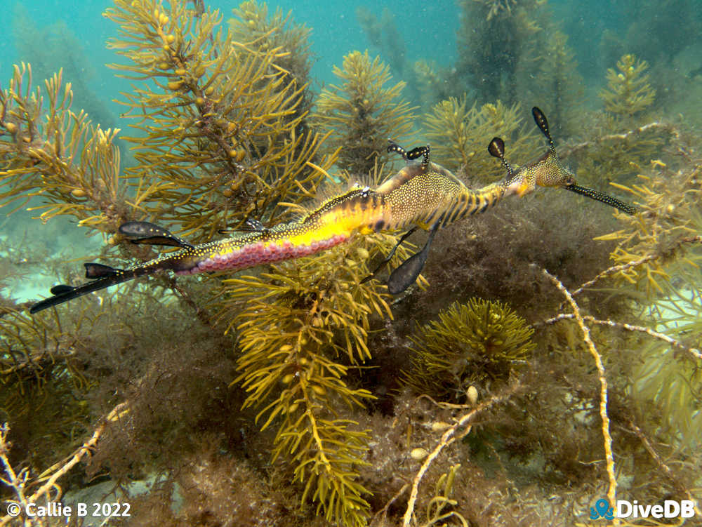 Photo of Weedy Seadragon. 