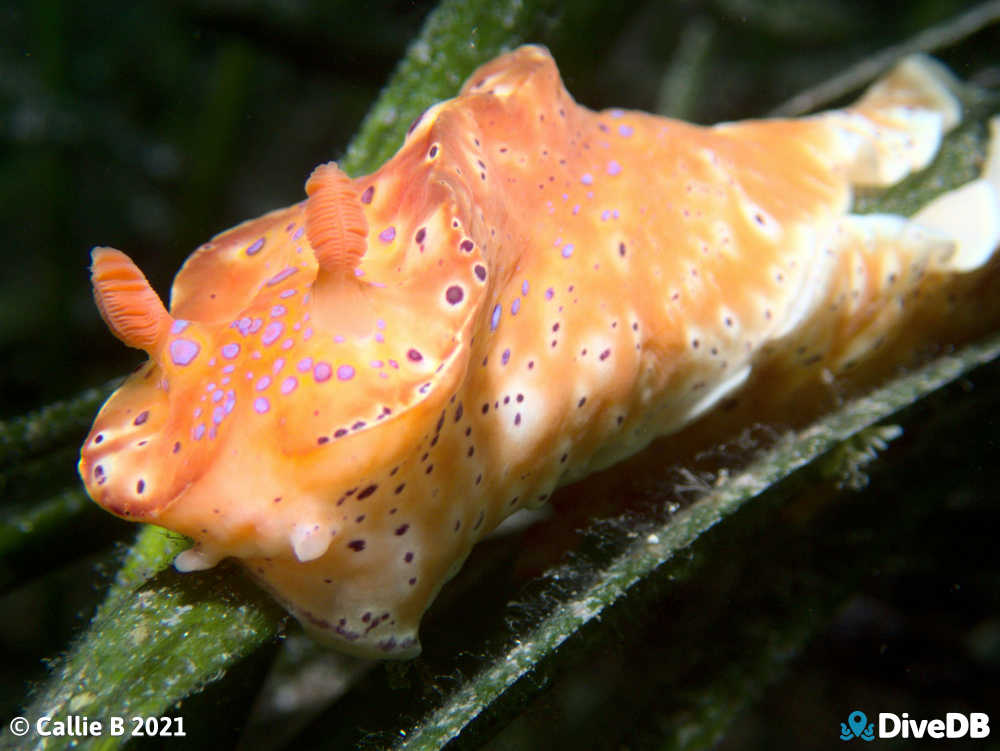 Photo of Short-tailed Sea Slug at Port Hughes Jetty. 