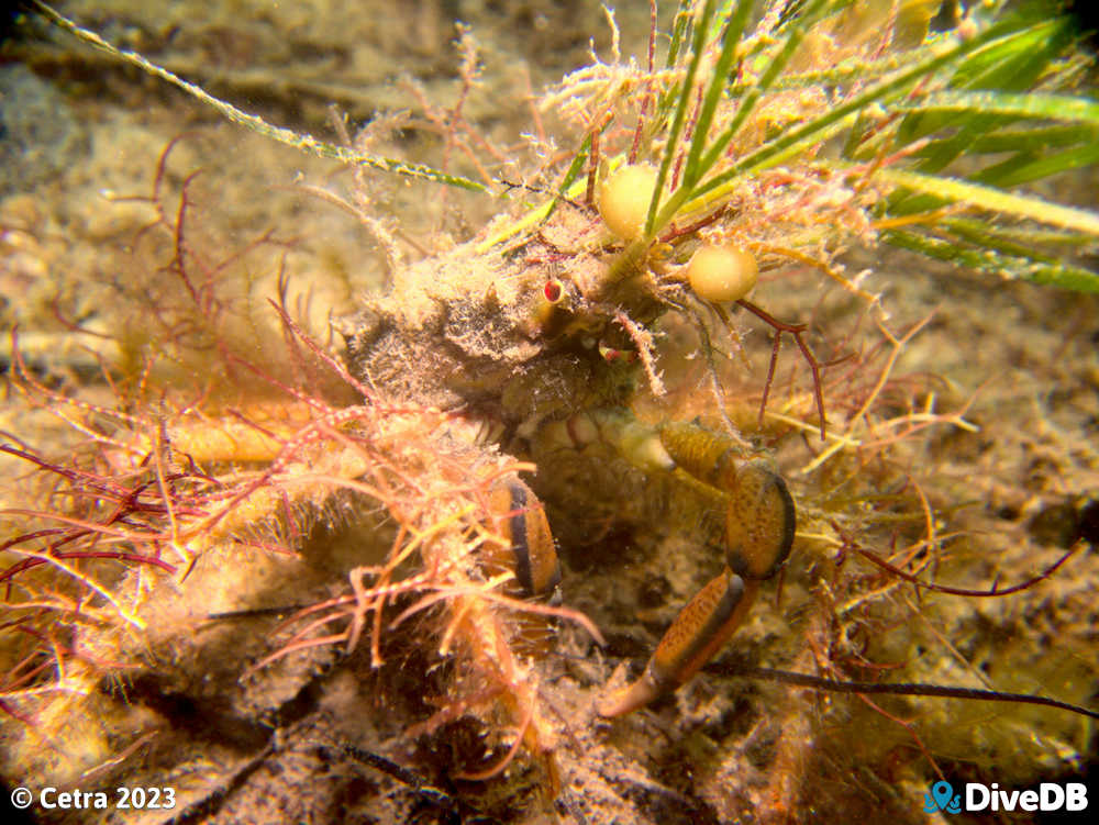 Photo of Decorator Crab at Ardrossan Jetty. 