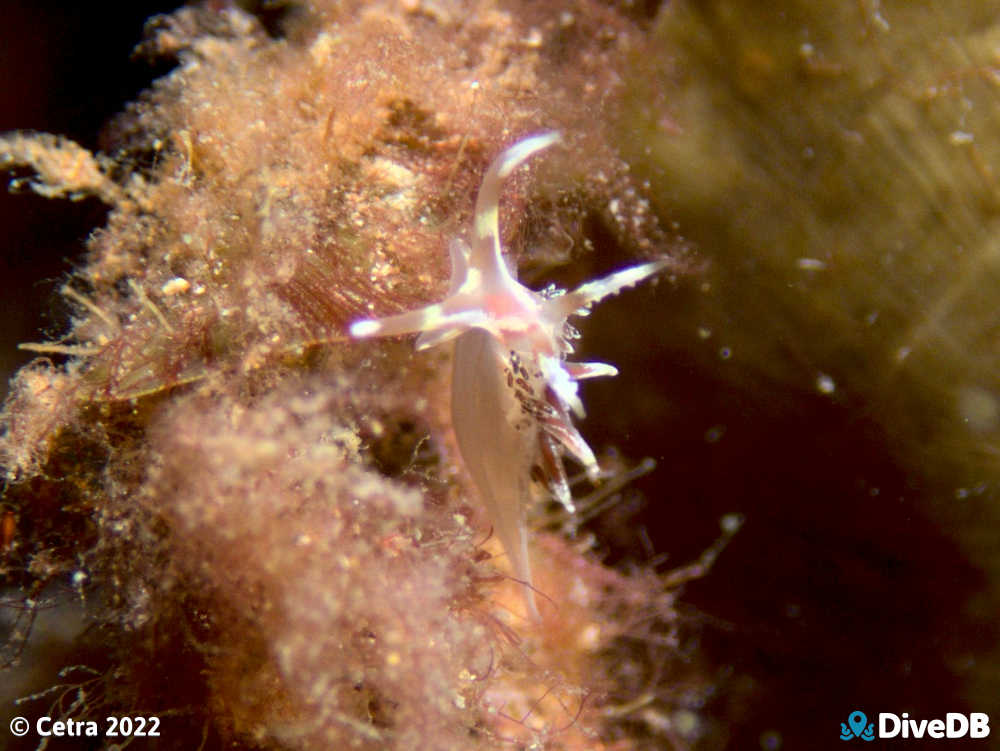 Photo of Facelina sp.3 at Glenelg Dredge. 