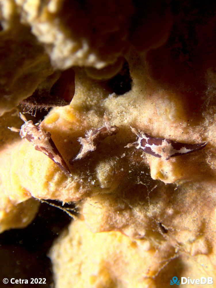 Photo of Trapania brunnea at Port Noarlunga Jetty. 