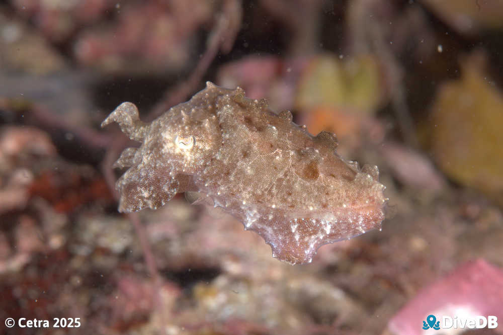 Photo of Cuttlefish at Port Hughes Jetty. 