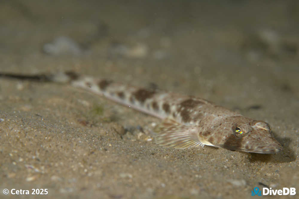 Photo at Port Noarlunga Jetty. 